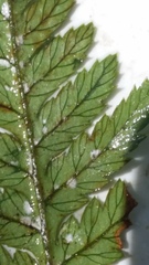 Aceria gersoni