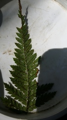 Aceria gersoni