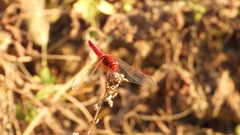 Crocothemis servilia