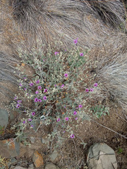 Sphaeralcea mendocina