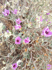 Sphaeralcea mendocina