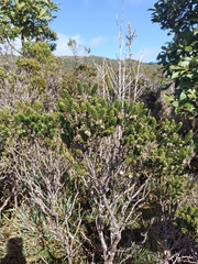 Baccharis patagonica