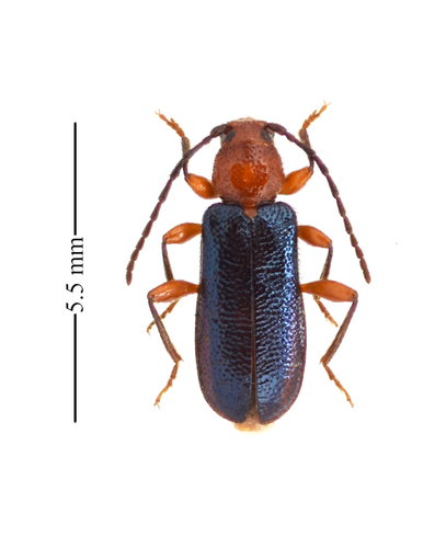 Phymatodes amoenus (Say, 1824)