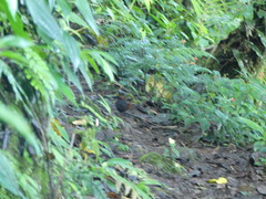 Formicarius rufipectus