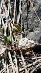 Lomatium linearifolium