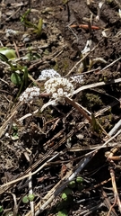Lomatium linearifolium