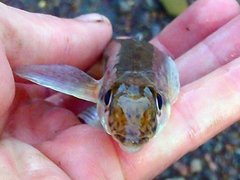 Crystallaria asprella