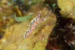 Coryphellina hamanni