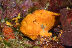 Antennarius multiocellatus