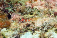 Tigrigobius dilepis