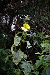 Hibiscus brackenridgei