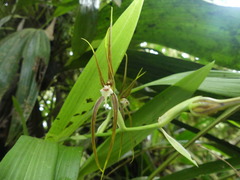 Brassia ocanensis