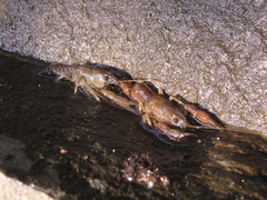 Procambarus vazquezae