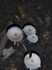 Candolleomyces tuberculatus
