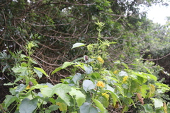 Hibiscus brackenridgei