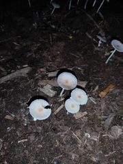 Candolleomyces tuberculatus