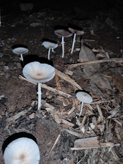 Candolleomyces tuberculatus