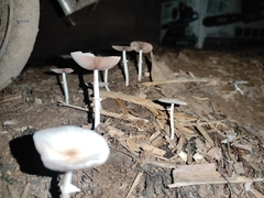 Candolleomyces tuberculatus