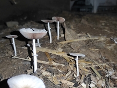 Candolleomyces tuberculatus