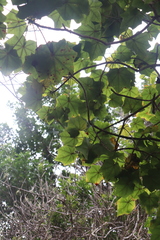 Kokia drynarioides