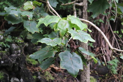 Kokia drynarioides