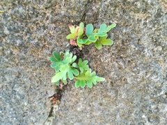 Polypodium