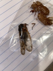 Magicicada septendecim