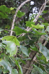 Kokia drynarioides