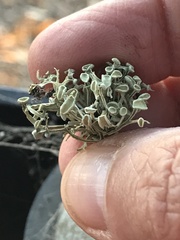 Ramalina leptocarpha