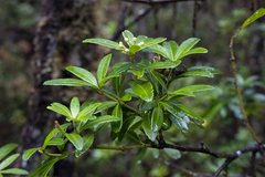 Acradenia frankliniae