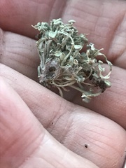 Ramalina leptocarpha