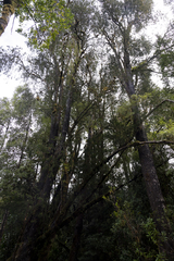 Lagarostrobos franklinii