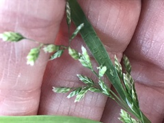 Poa annua