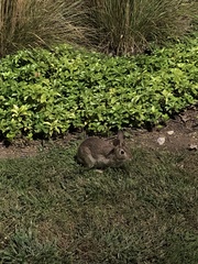 Sylvilagus floridanus
