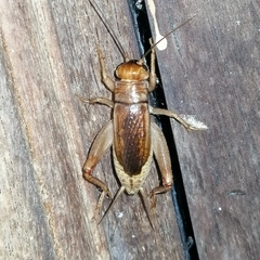 Anurogryllina