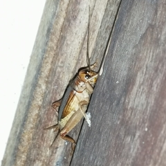 Anurogryllina