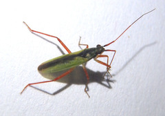 Teratocoris discolor
