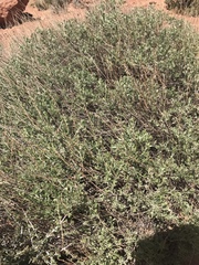 Artemisia bigelovii