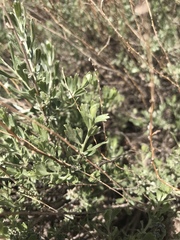 Artemisia bigelovii
