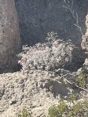 Eriogonum crocatum
