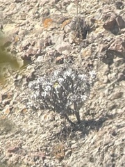 Eriogonum crocatum