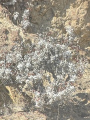 Eriogonum crocatum