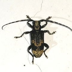 Myoxomorpha funesta
