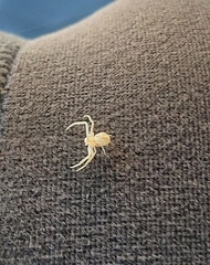 Thomisidae