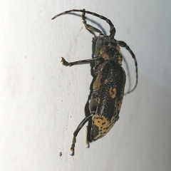 Myoxomorpha funesta