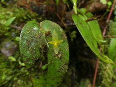 Pleurothallis prolaticollaris