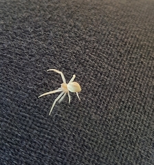 Thomisidae