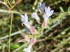 Lobelia brevifolia