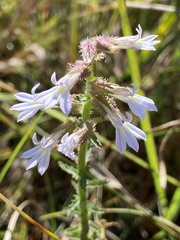 Lobelia brevifolia