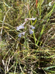 Lobelia brevifolia